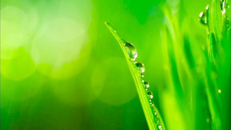 静心水珠绿叶雨