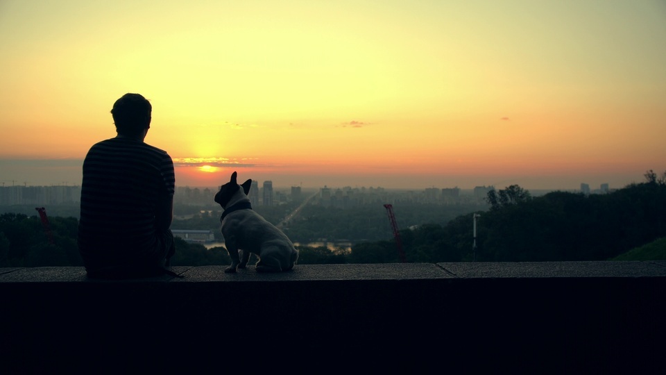 Perro al atardecer