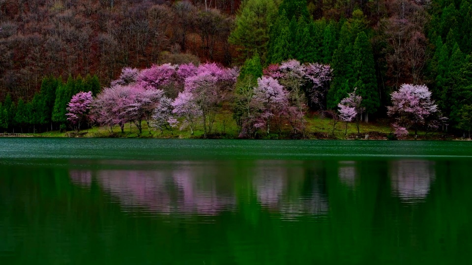 Super beautiful cherry blossom water feature.