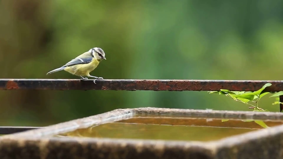 Tit bath