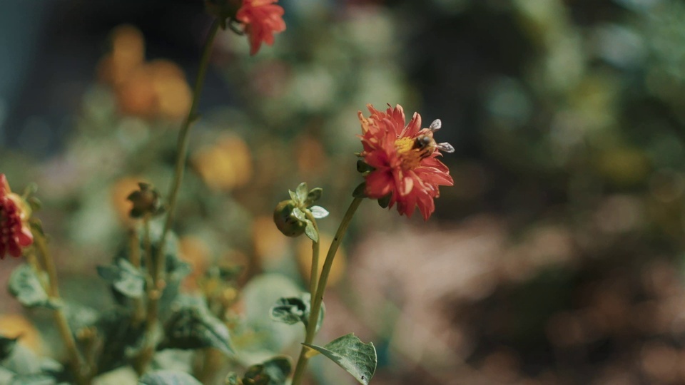 Hermosas flores