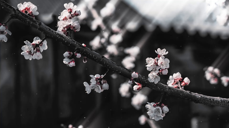 Plum blossoms on the eaves