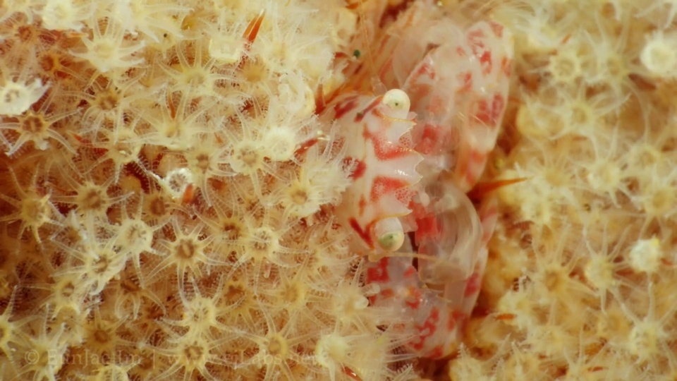 Coral and symbiotic crabs