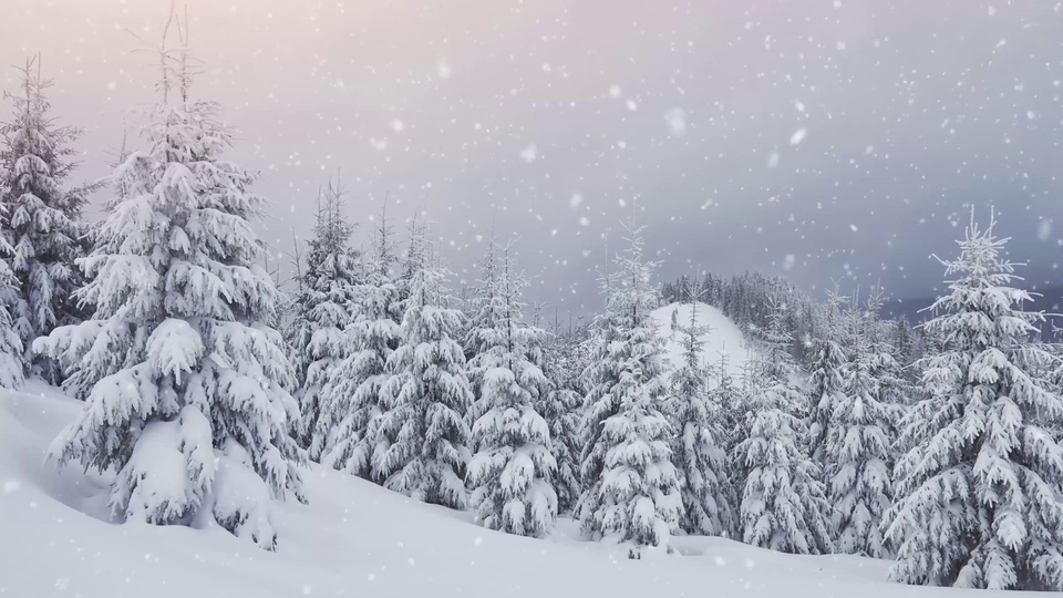 Winter forest snow