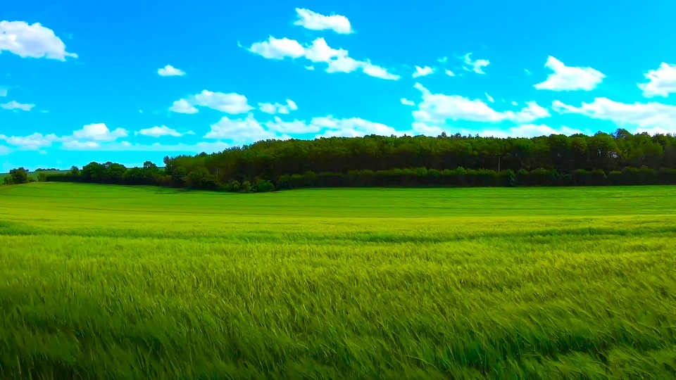 Windy grassland