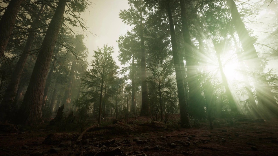 4K morning forest