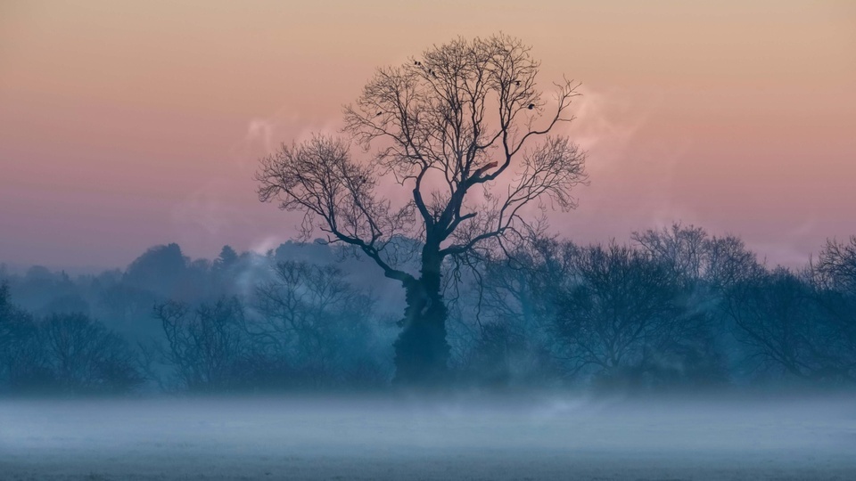 A tree with a soul