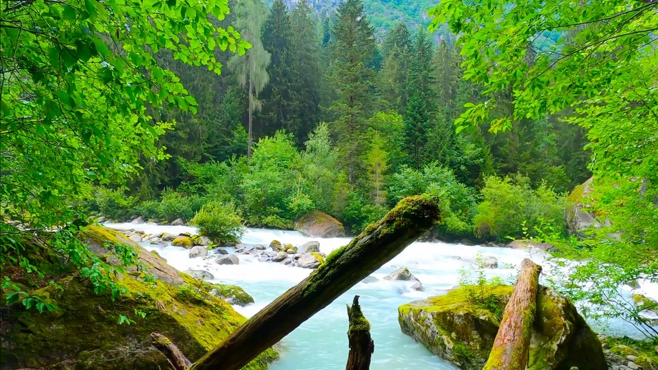 Mountain stream green forest flowing water