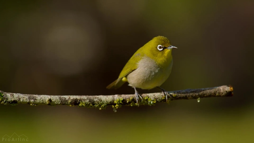 Cute white-eye