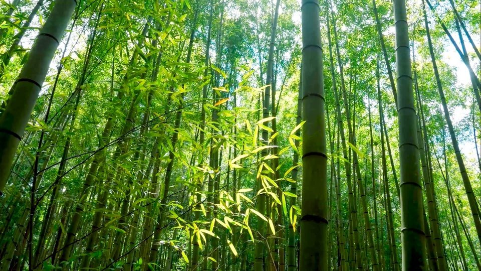 Floresta De Bambu De Verão