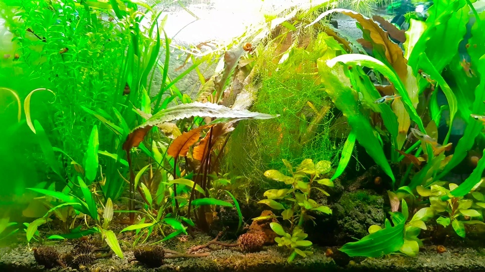 4K Weed Aquarium