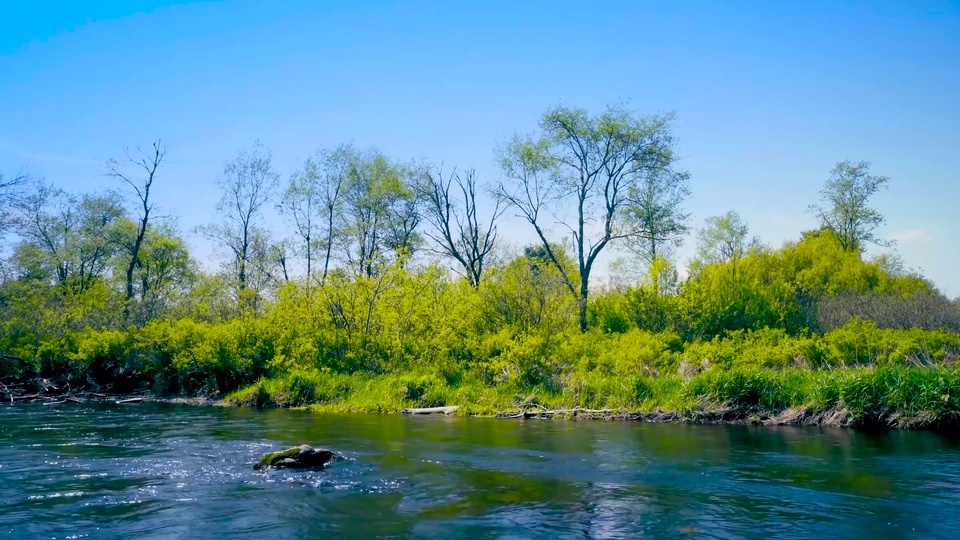 Mountain stream green forest flowing water