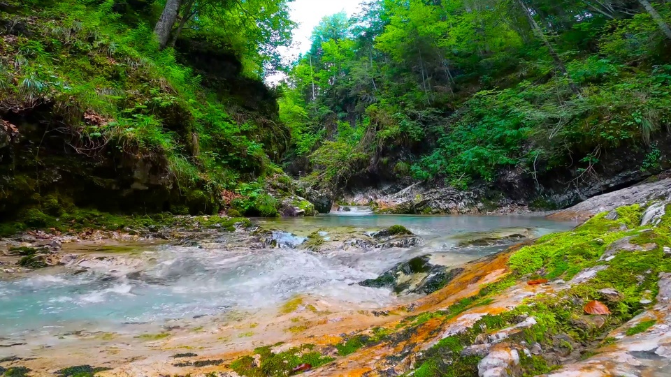 Green forest running water