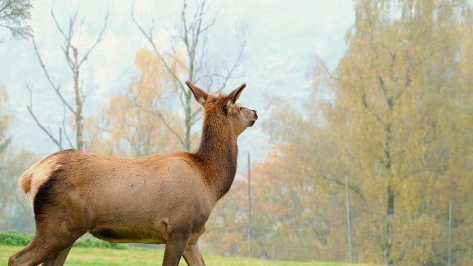 Red Deer