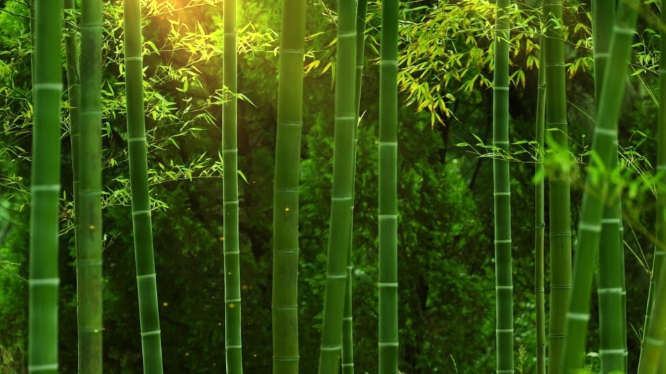 Bamboo Forest Story