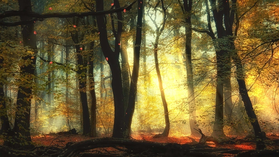 Autumn Forest