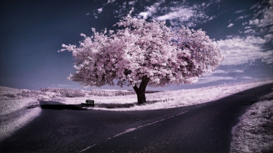 "Under the Cherry Blossom Tree"