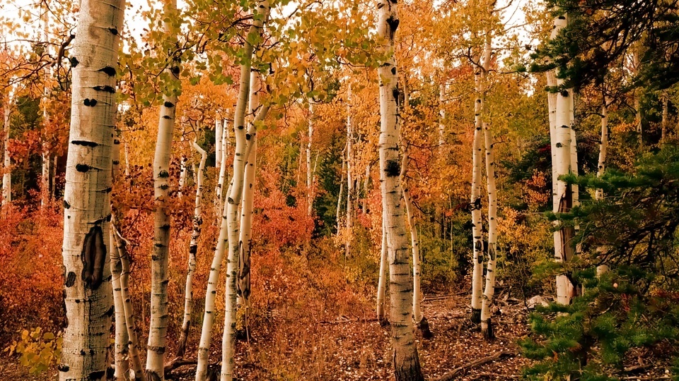 Golden autumn birch forest