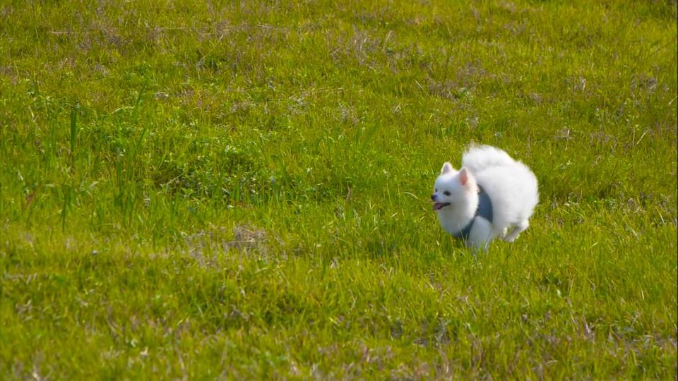 Dog grass galloping