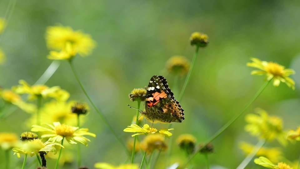 4K impresionante escritorio dinámico de mariposa