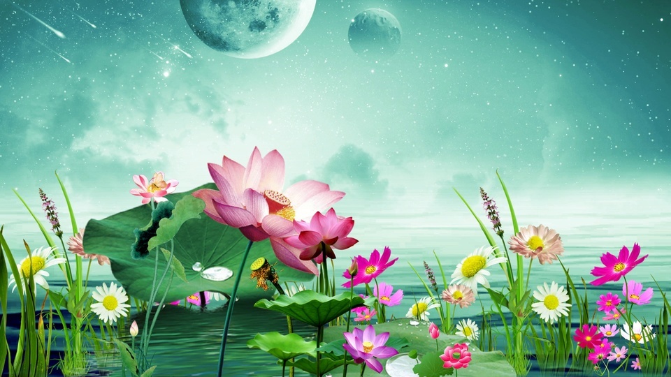 Beautiful lotus pond