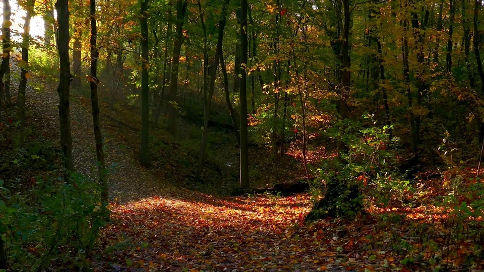 Floresta de Luz e Sombra