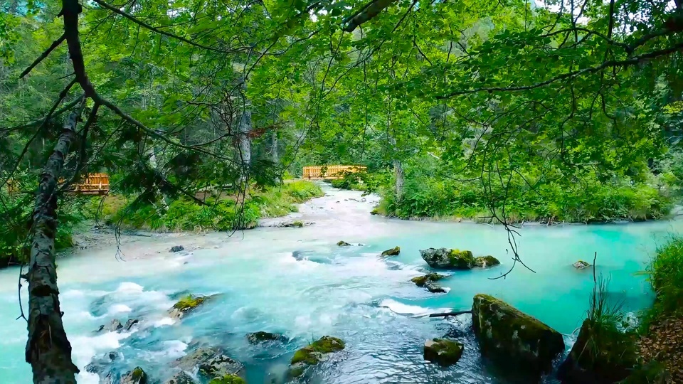 Arroyo de montaña de bosque verde