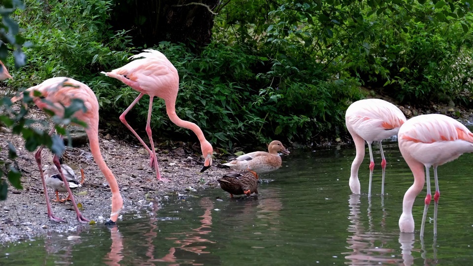 Flamingos and ducks