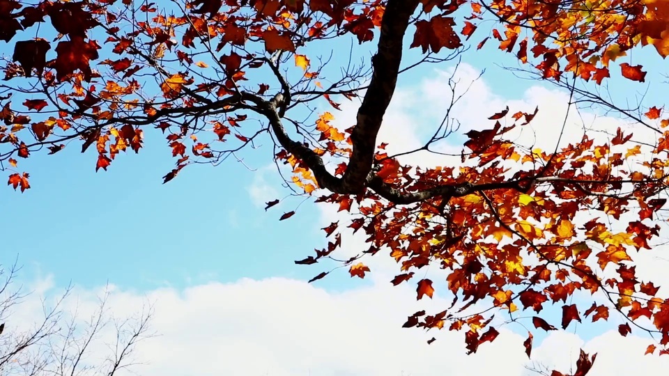 Érable à feuilles rouges