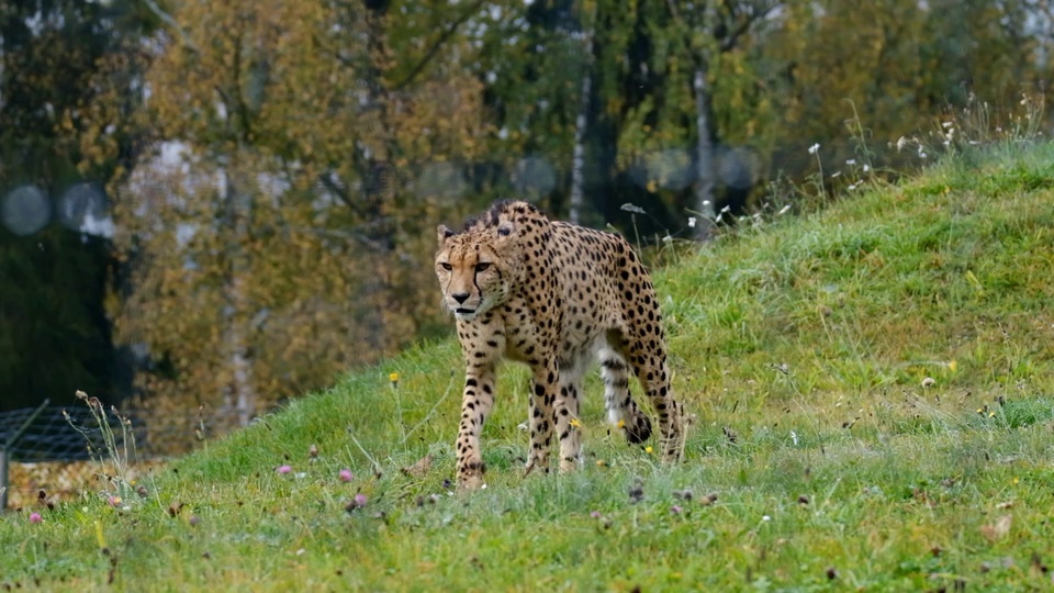 guépard