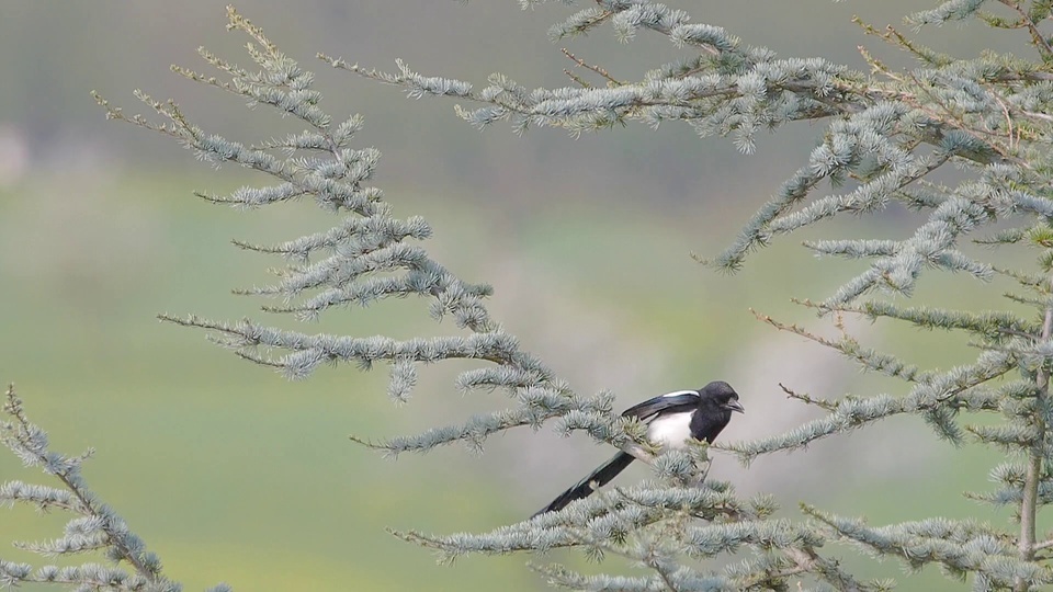 Mundo das aves