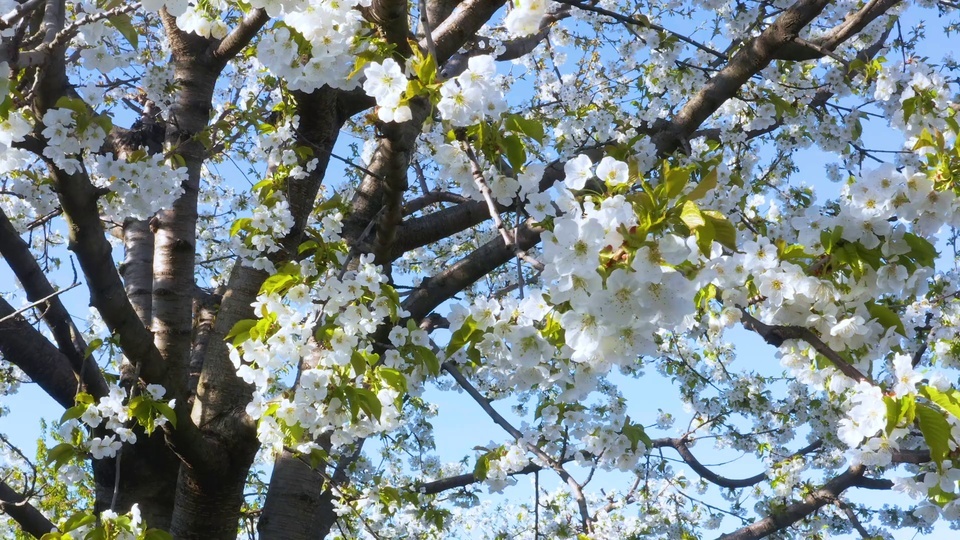 Flores de cerejeira branca