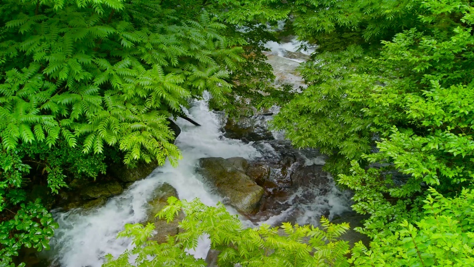 Riacho de grama verde