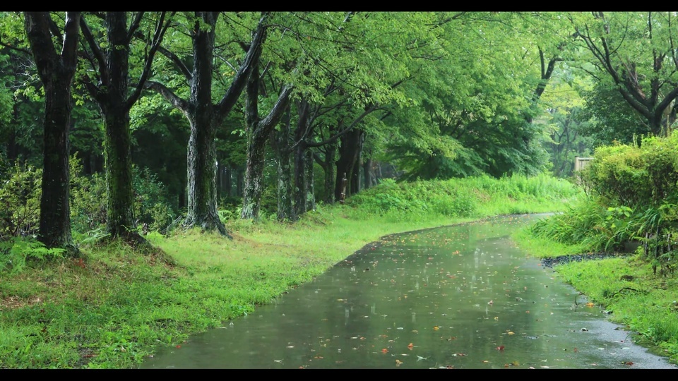 Camino forestal bajo la lluvia