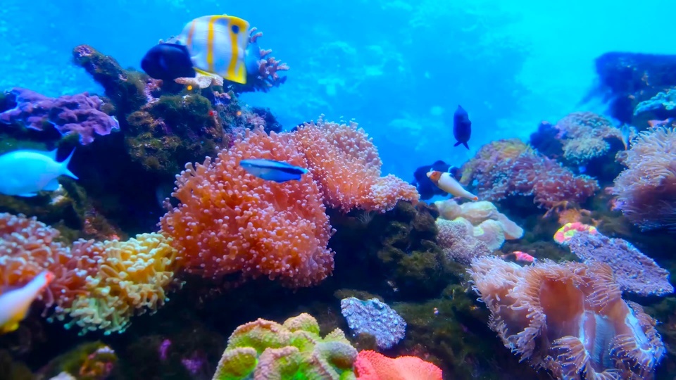 Peces de arrecife submarino