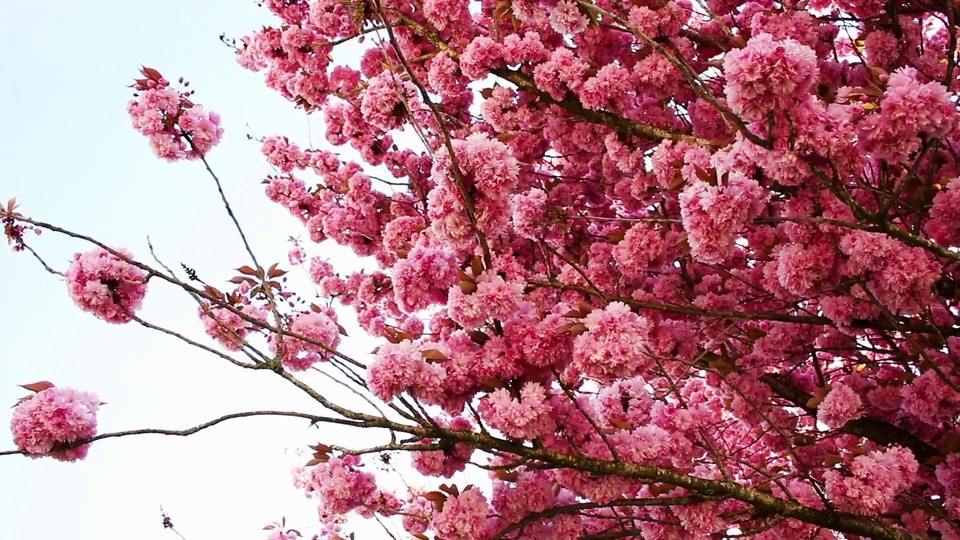 cherry blossom bush