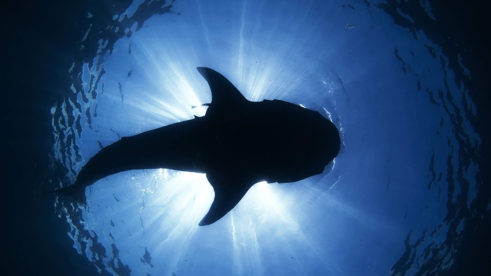 Deep sea giant shark