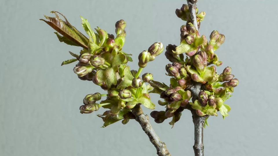 Flores de cerejeira