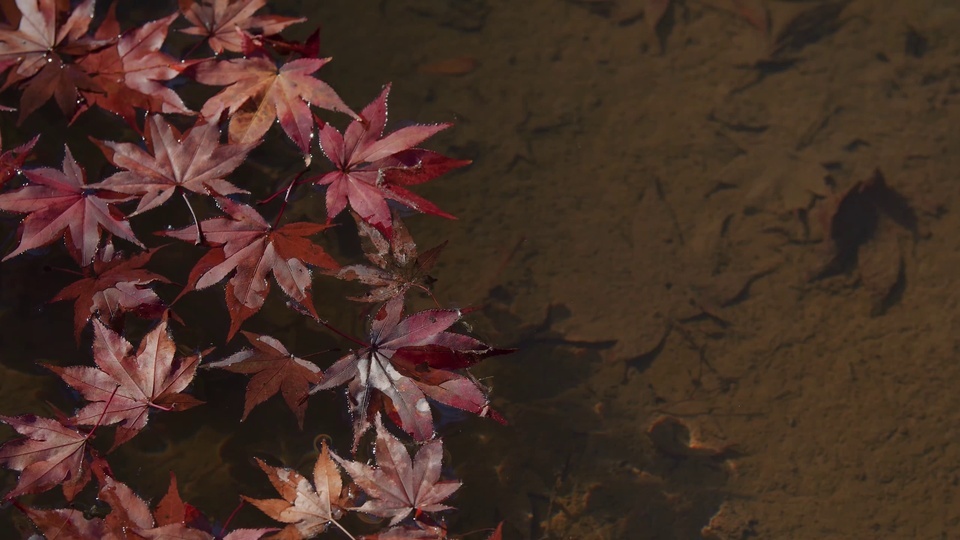 Drifting red maple leaves