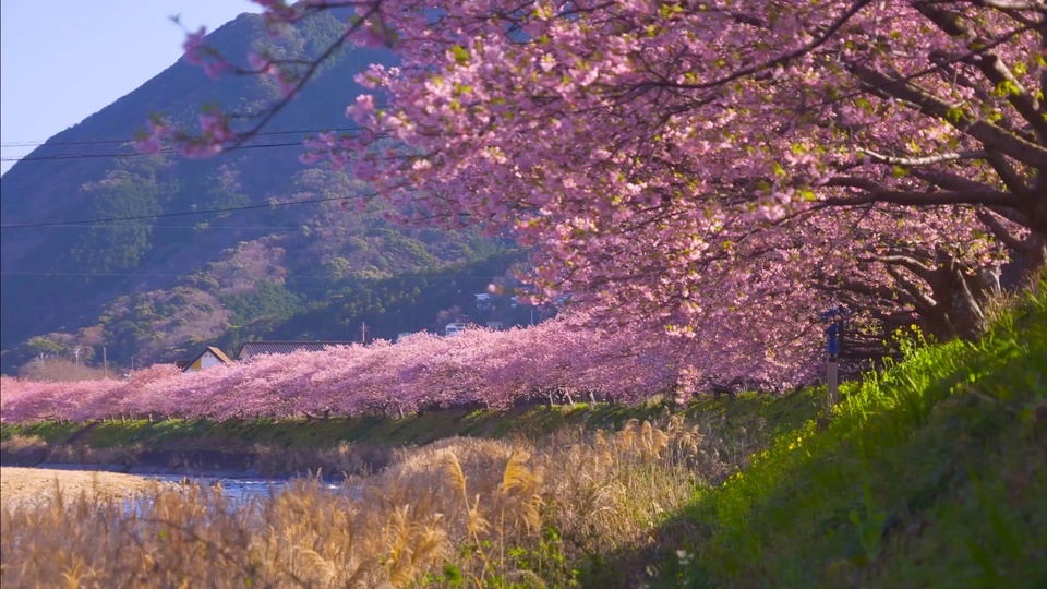 Spring cherry blossom river bank