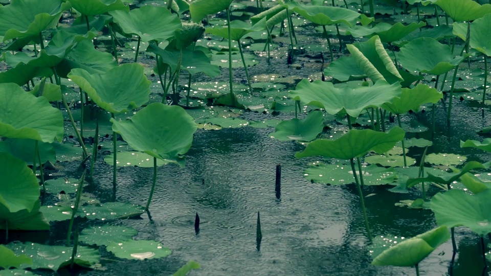 Lotus pond in summer rain