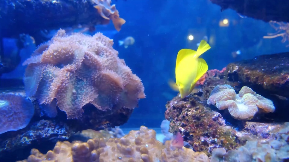 水族馆鱼