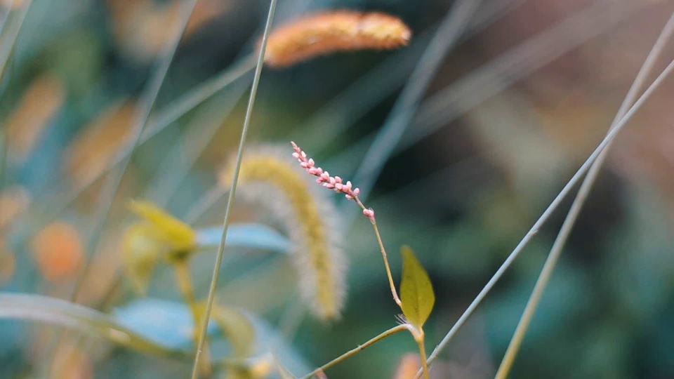 小草