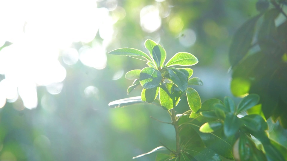 Protection des yeux plantes vertes