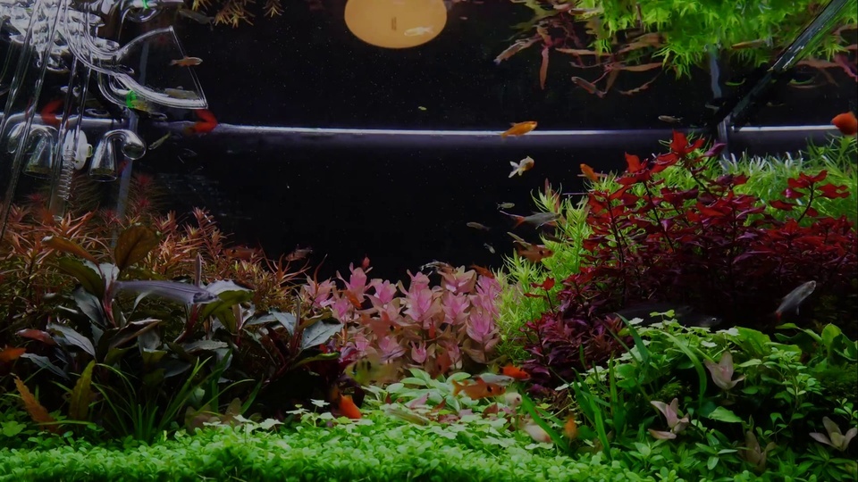 Belo tanque de plantas aquáticas