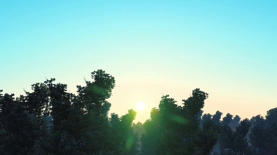 Backlit Forest