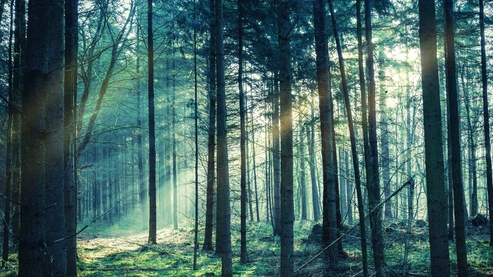 Bosque temprano en la mañana