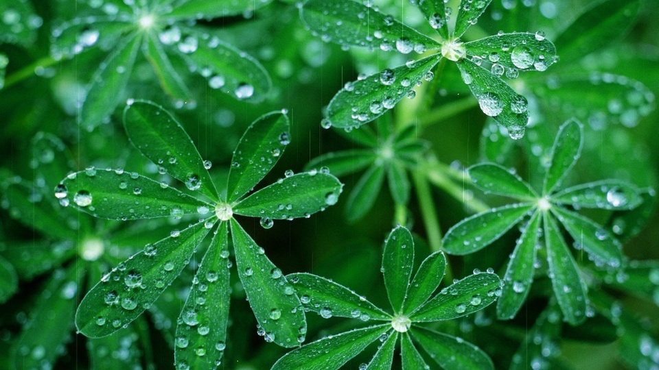 Green leaves in the rain