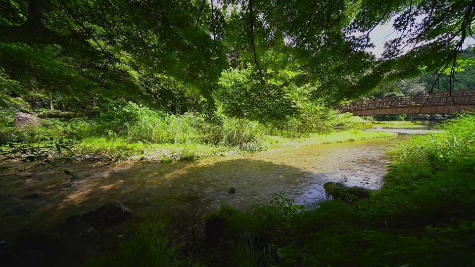 Green forest river sound