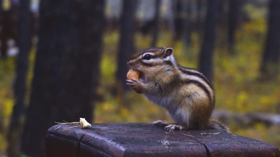 Cute little squirrel.